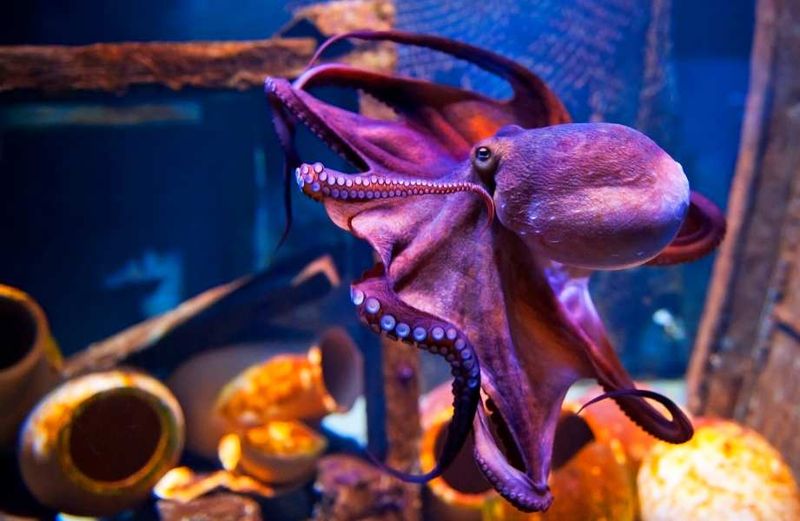 Octopuses and Problem Solving