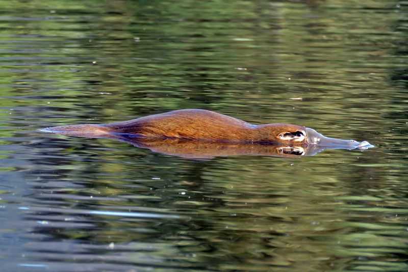 Platypus