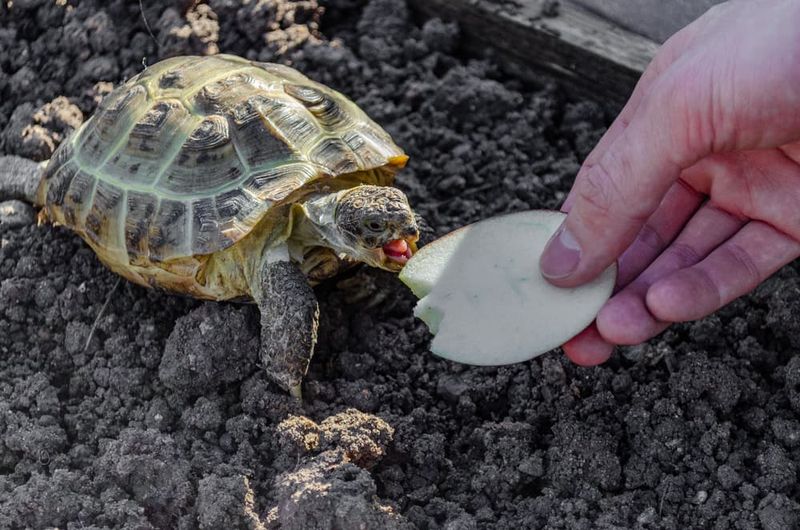 Russian Tortoise