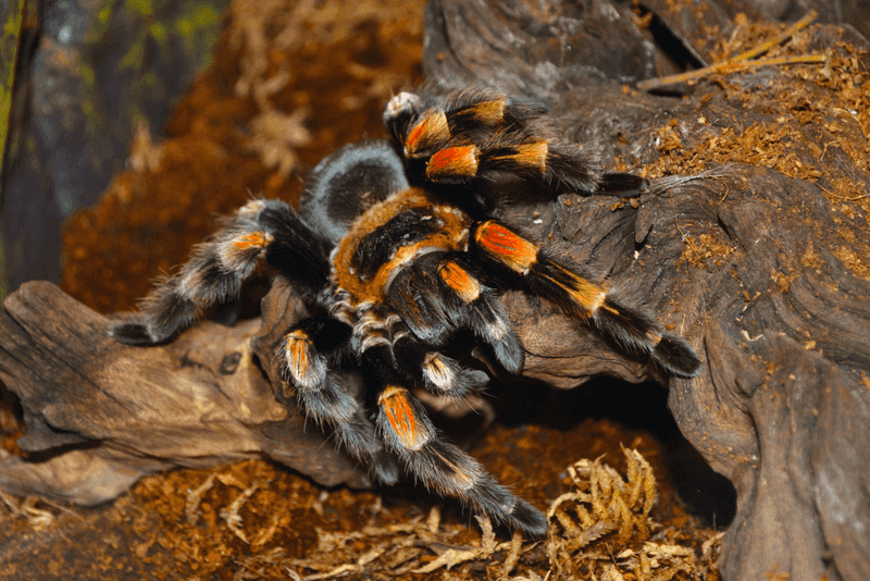 Tarantulas
