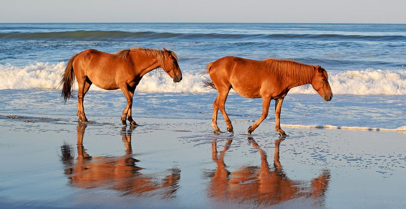 Outer Banks Wild Horses