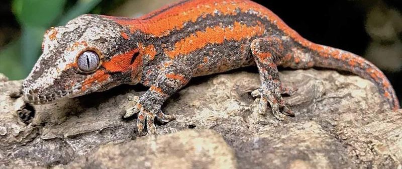 Gargoyle Gecko