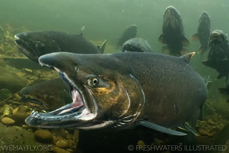 Chinook Salmon