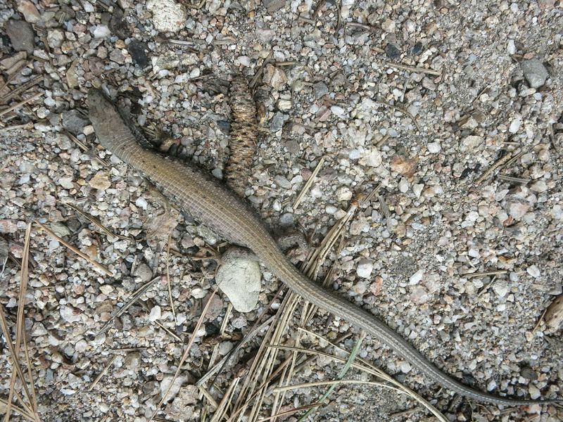 Lizard