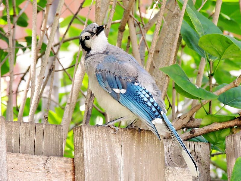 Blue Jay