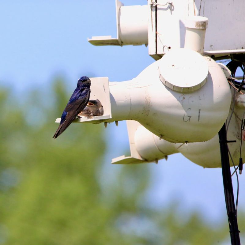 Purple Martin
