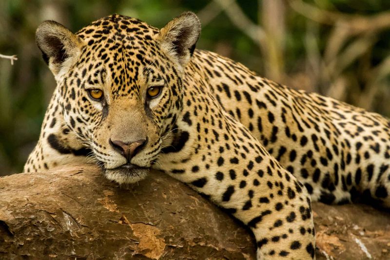 Sky Island Jaguar