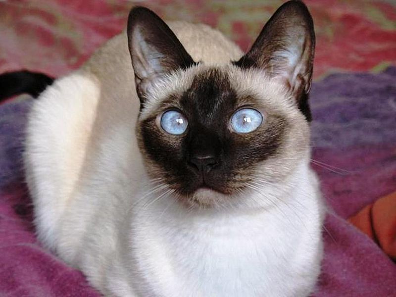 Seal Point Siamese Cat