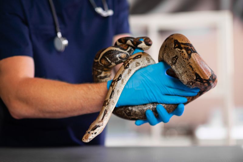 Veterinary Care Importance