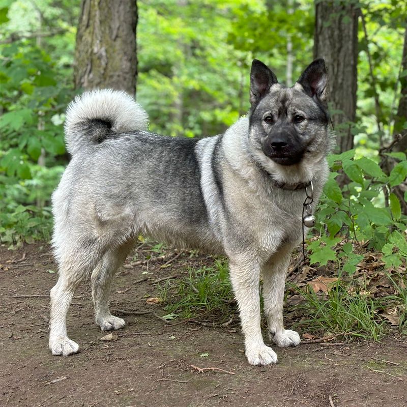 Norwegian Elkhound