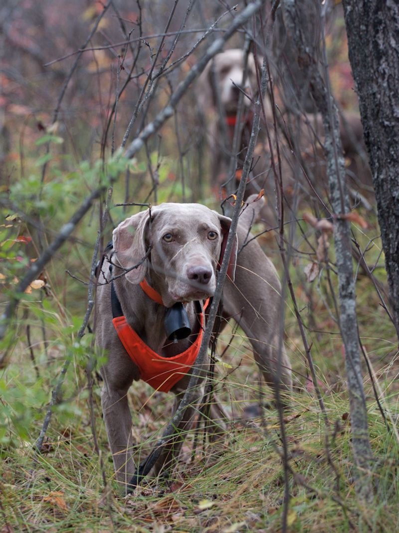Weimaraner