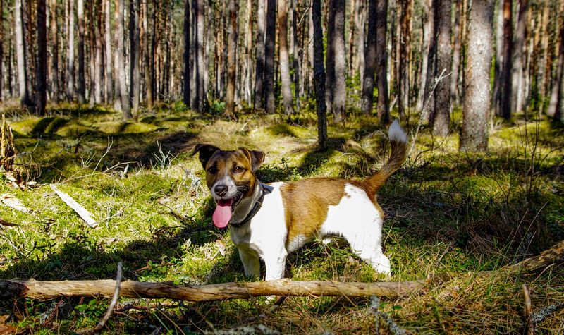 Jack Russell Terrier