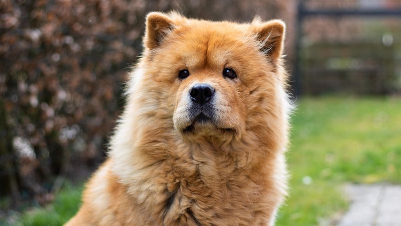 Chow Chow