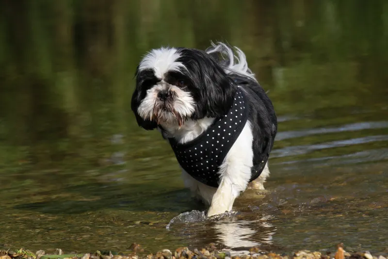 Shih Tzu