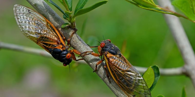 Cicadas