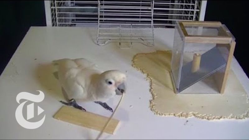 Goffin’s Cockatoo