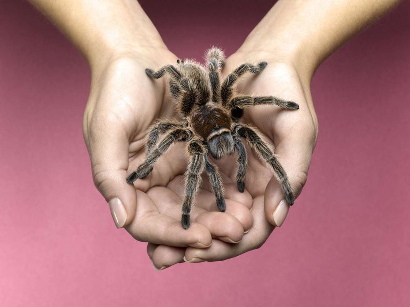 Safety Precautions for Owners