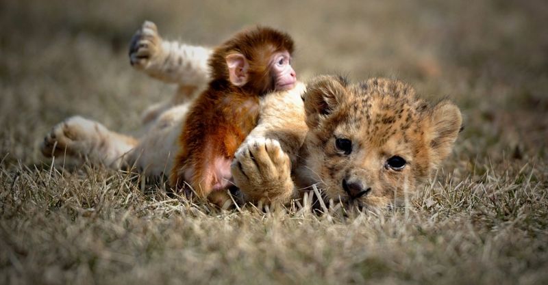 Baby Monkey & Lion Cub