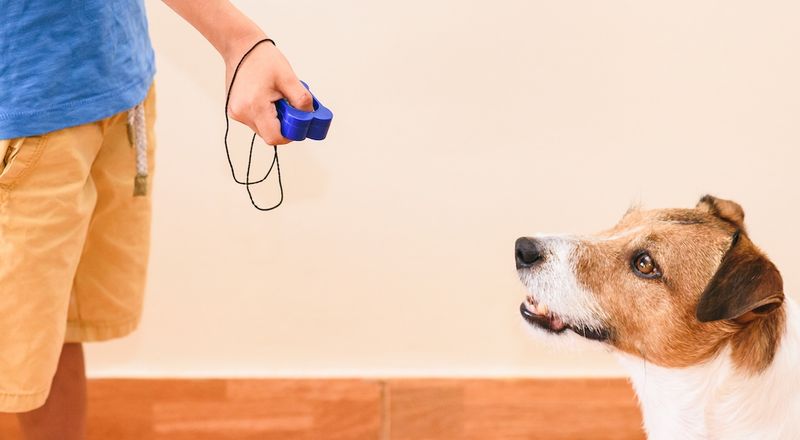 Clicker Training