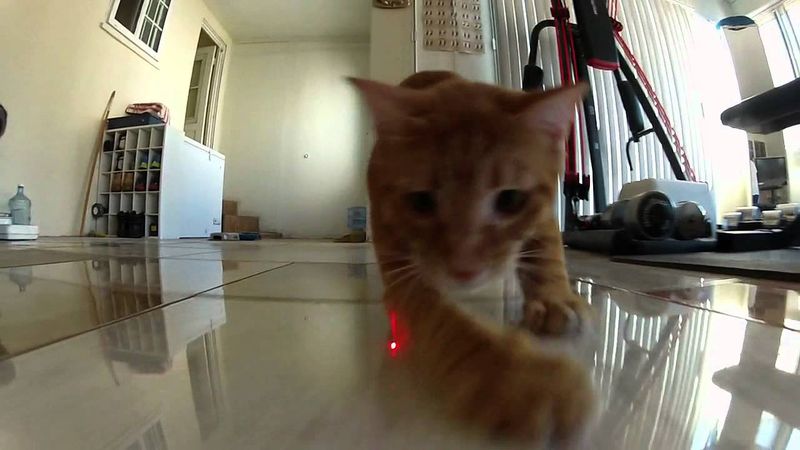 Laser Pointers (Hated)