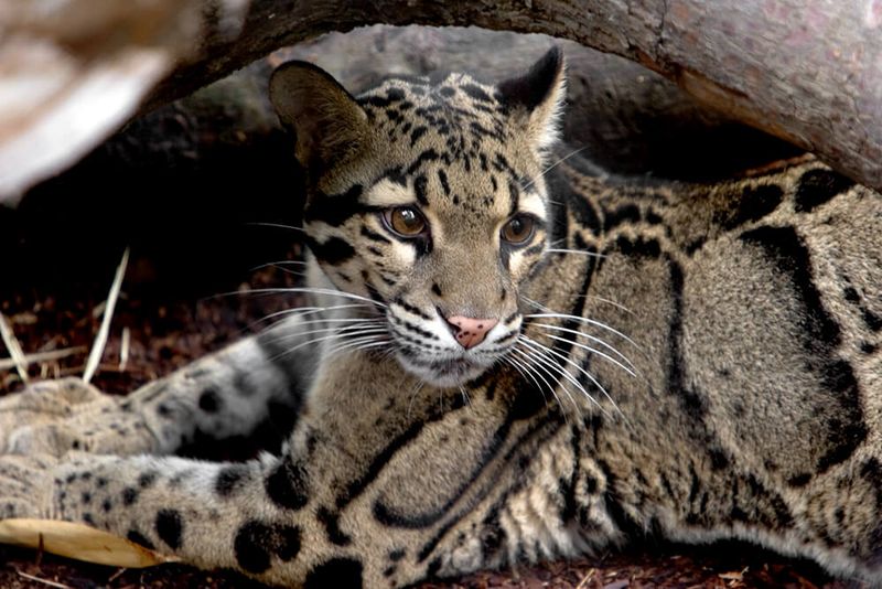 Clouded Leopard