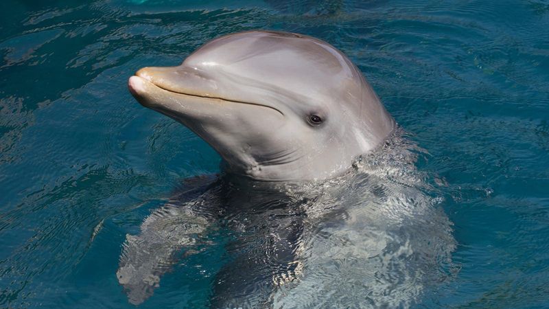 Dolphin