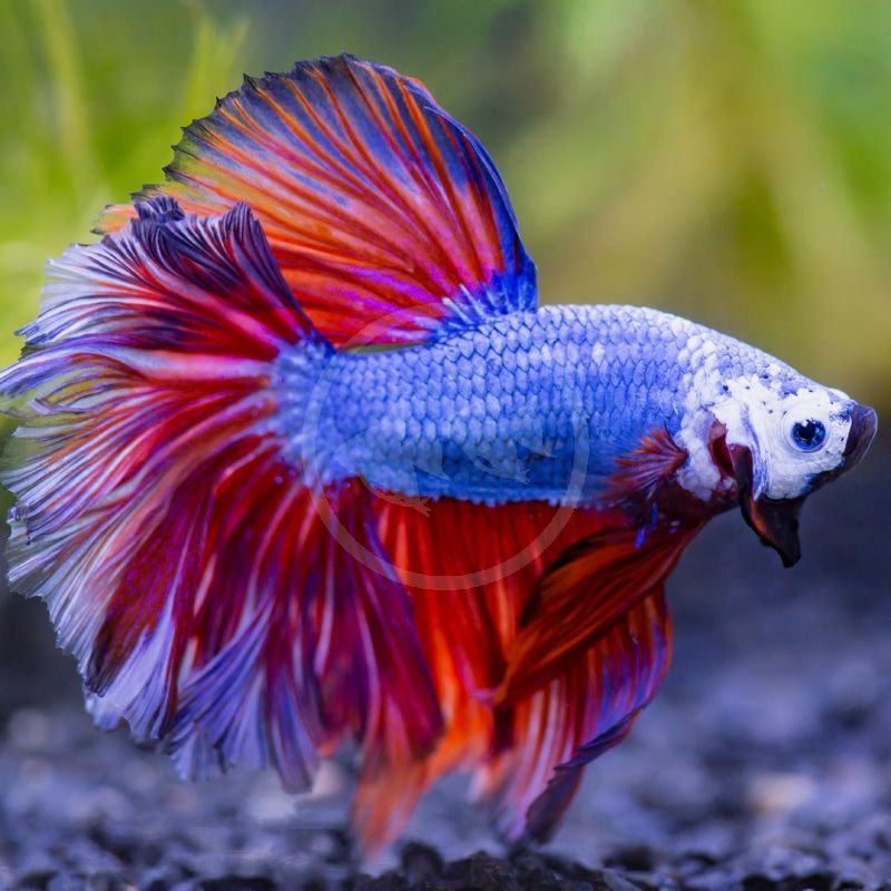 Bettas