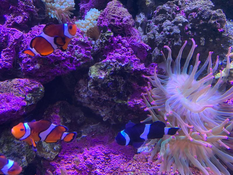 Clownfish