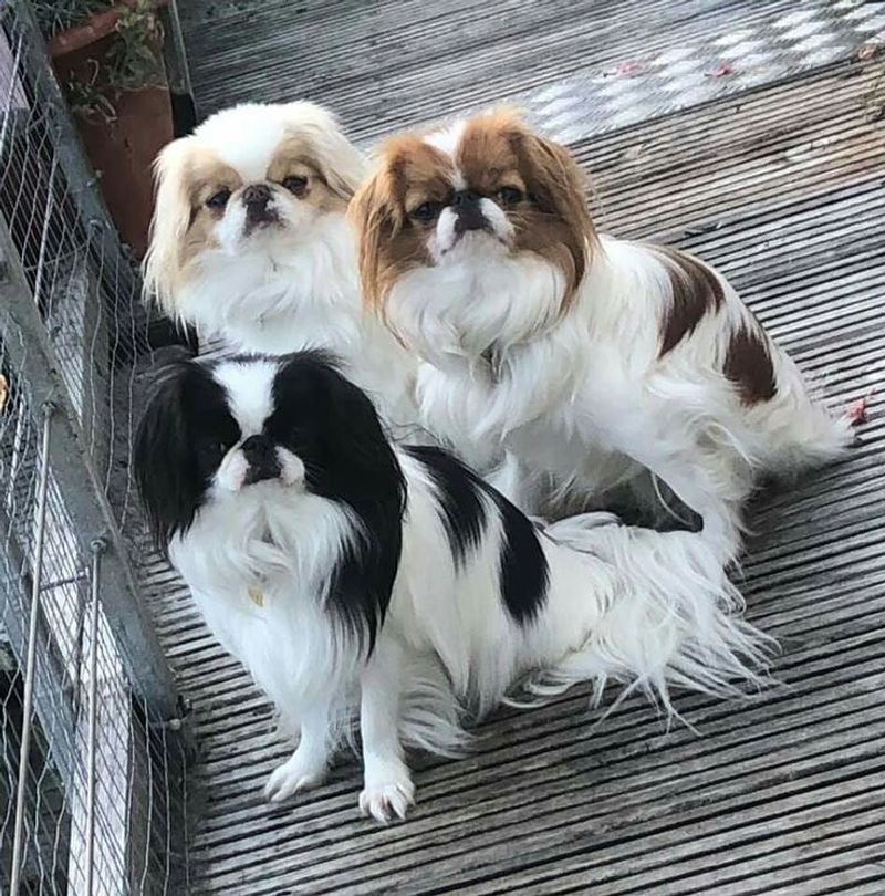 Japanese Chin