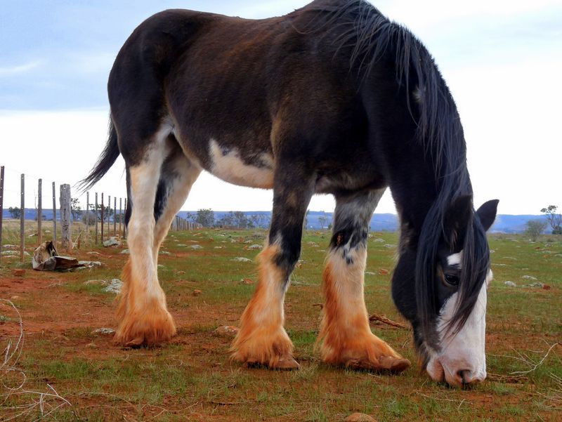 Australian Draught Horse