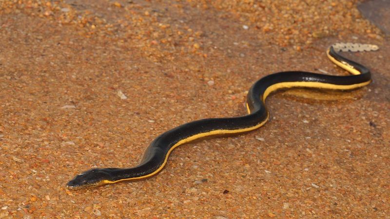 Yellow-bellied Sea Snake