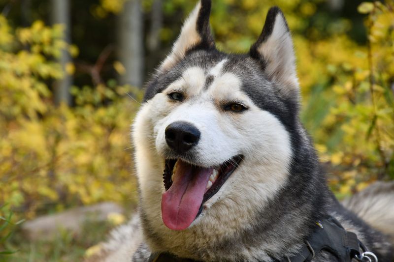 Temperament and Behavior