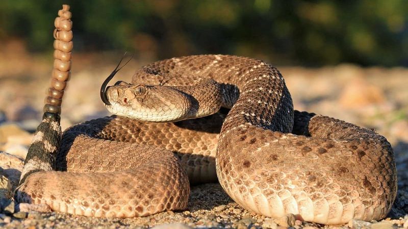 Rattlesnake's Warning Rattle