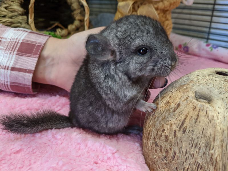 Chinchilla