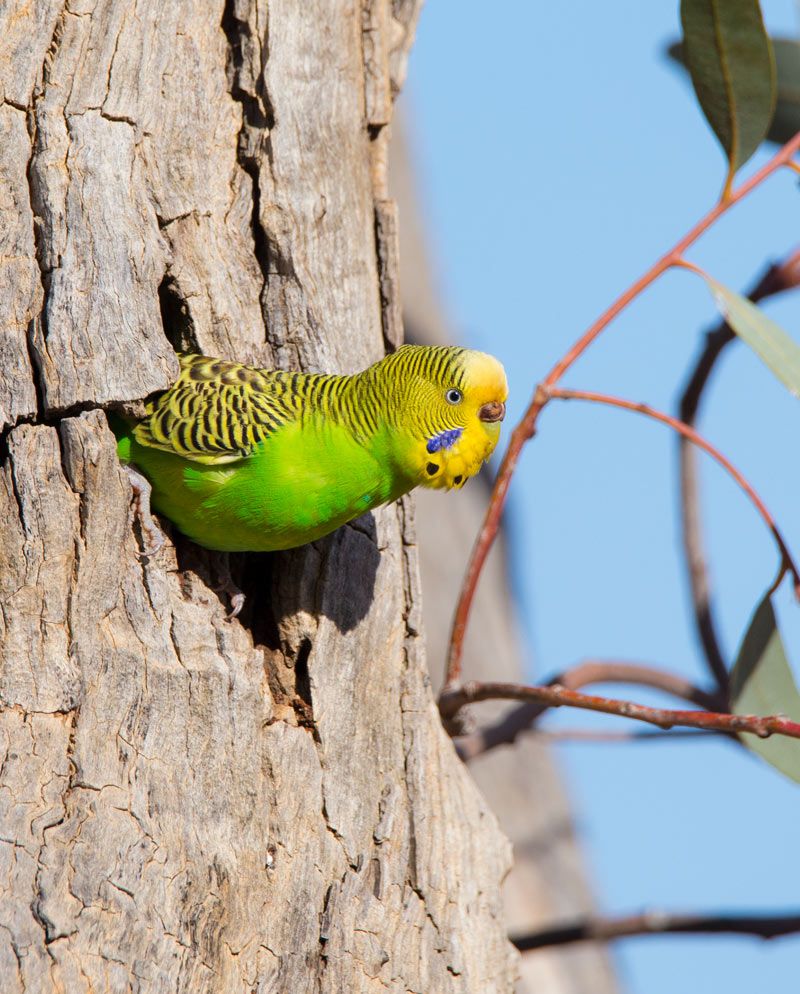 Budgerigar