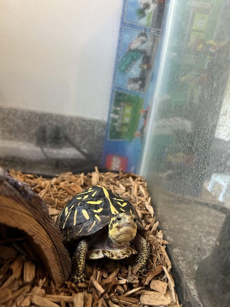 Box Turtle