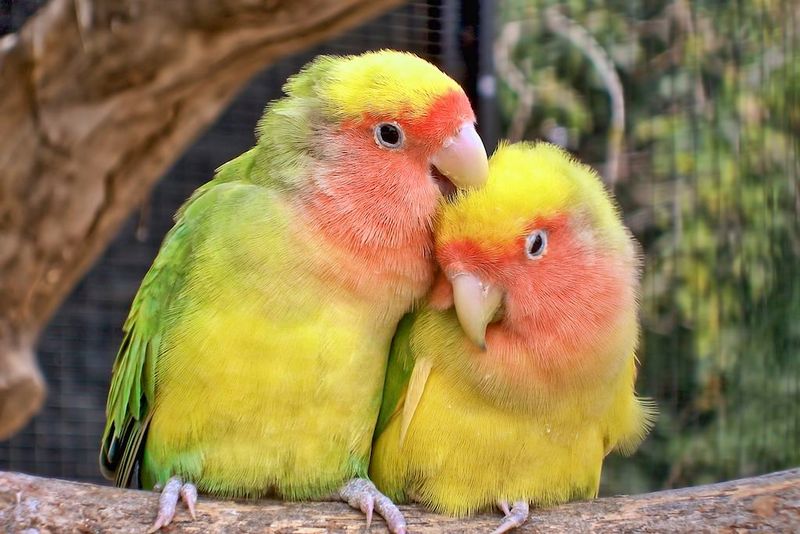 Lovebird