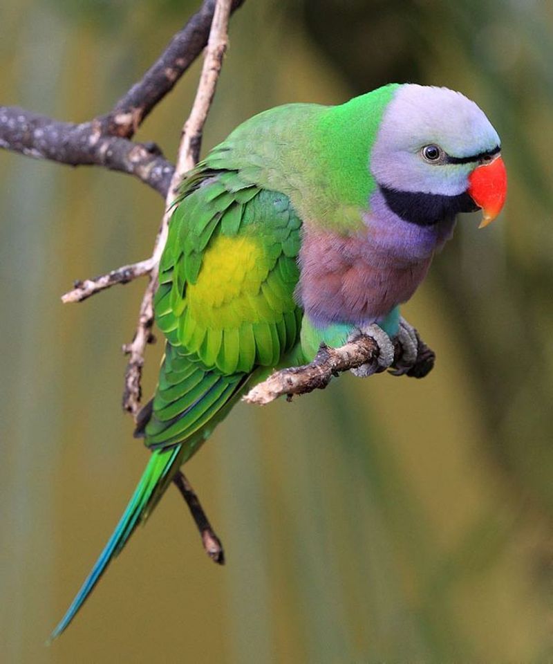 Derbyan Parakeet