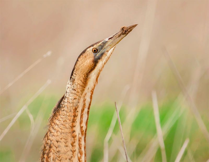 Eurasian Bittern