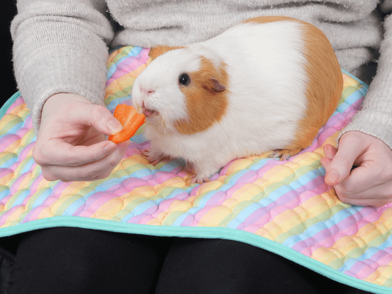 Guinea Pig