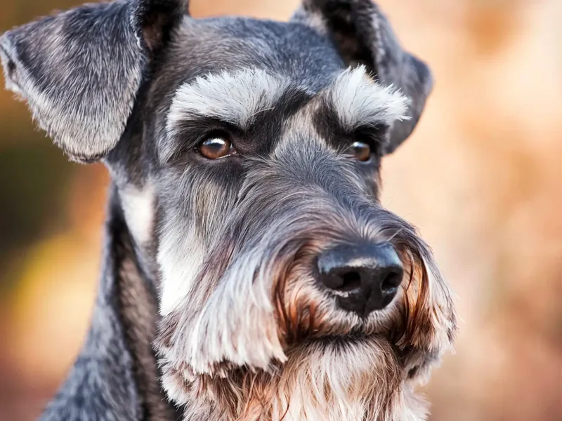 Standard Schnauzer