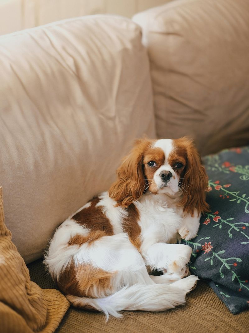 Cavalier King Charles Spaniel