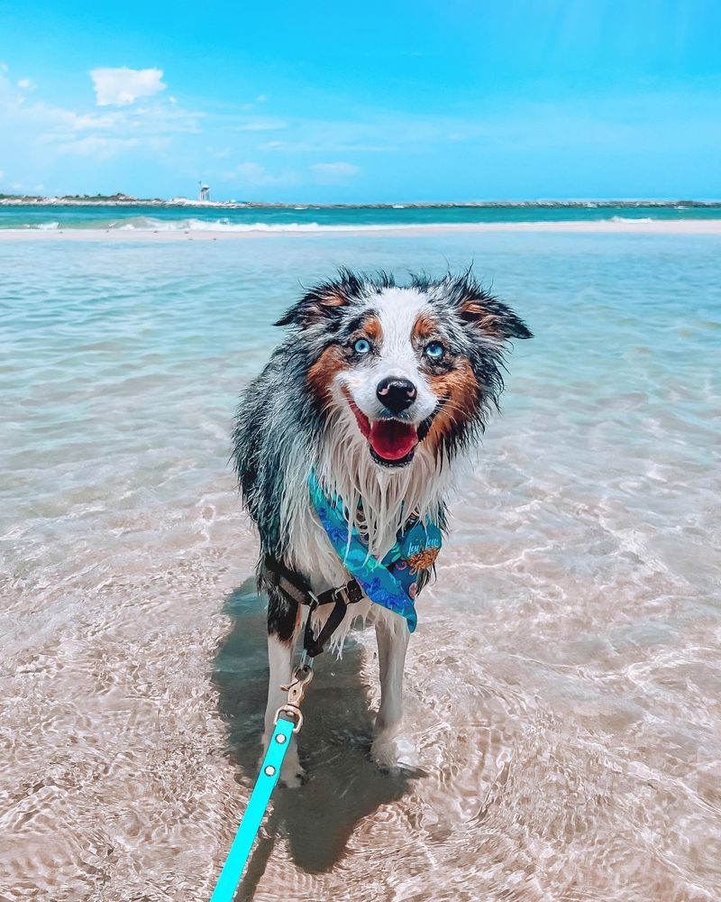 Australian Shepherd