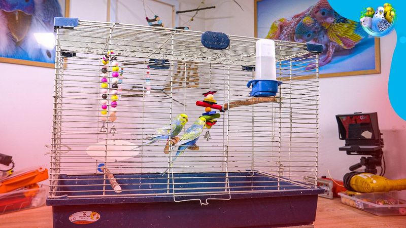 Budgerigar