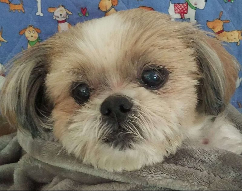 Shih Tzu