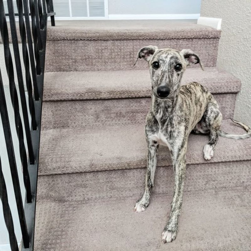 Whippet