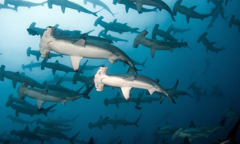Cocos Island, Costa Rica