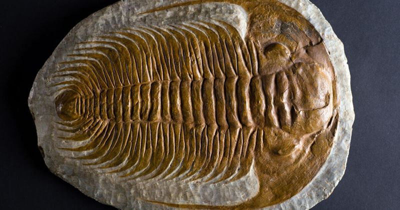 Trilobite
