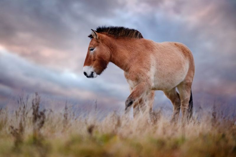Przewalski's Horse