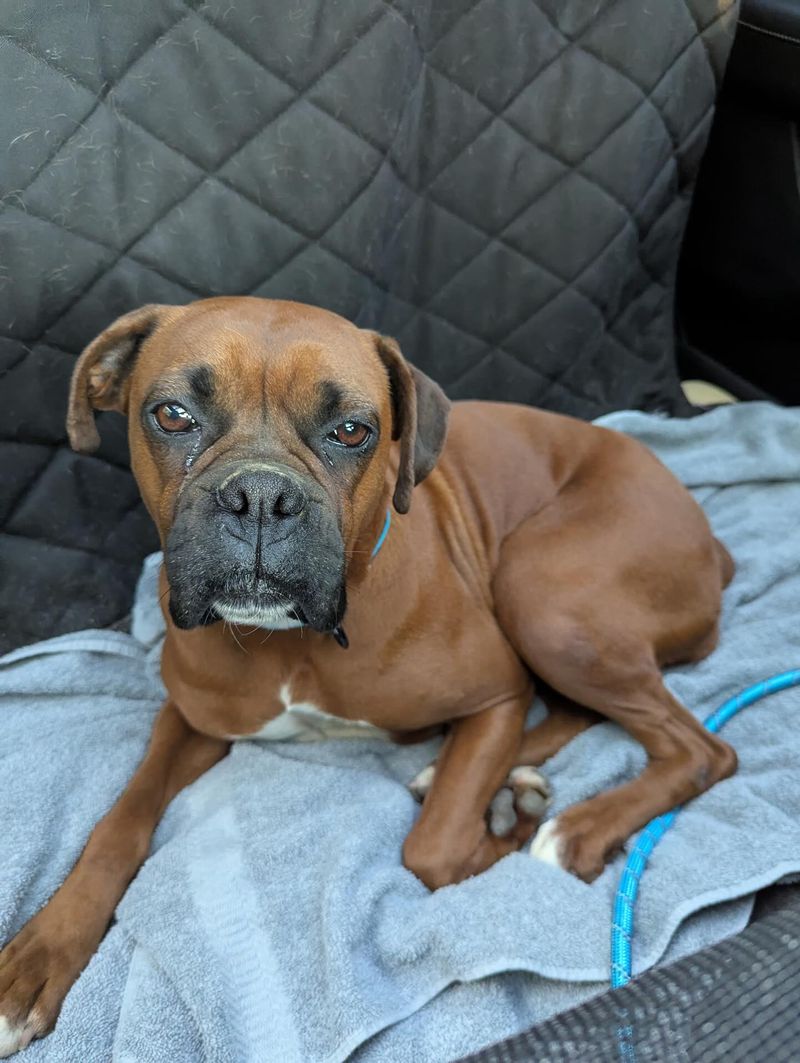 Boxer